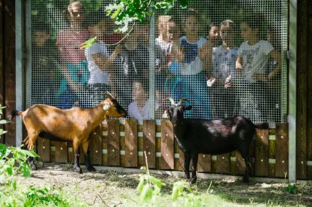 Zookoutek Kamýk - walliserské kozy - pohled do výběhu