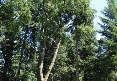 Arboretum Bukovina