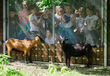 Zookoutek Kamýk - walliserské kozy - pohled do výběhu