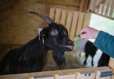 Zookoutek Kamýk - walliserské kozy