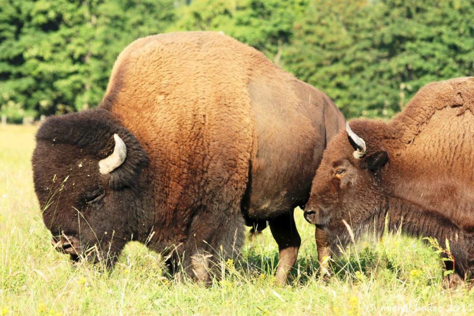 Bizoni (foto Bison Ranch Rožnov)